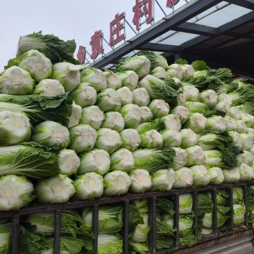 大棚矮颗黄心大白菜大量上市！质量很好。货源充足。