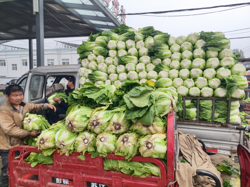 大棚矮颗黄心大白菜大量上市！质量很好。货源充足。