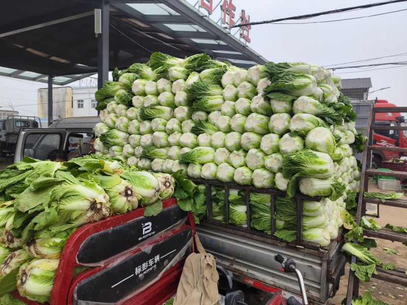 大棚矮颗黄心大白菜大量上市！质量很好。货源充足。