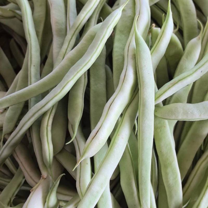 精品白不老山东芸豆现摘现发量大从优货源充足