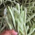 精品白不老山东芸豆现摘现发量大从优货源充足