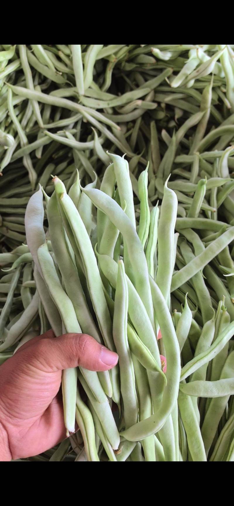 精品白不老山东芸豆现摘现发量大从优货源充足