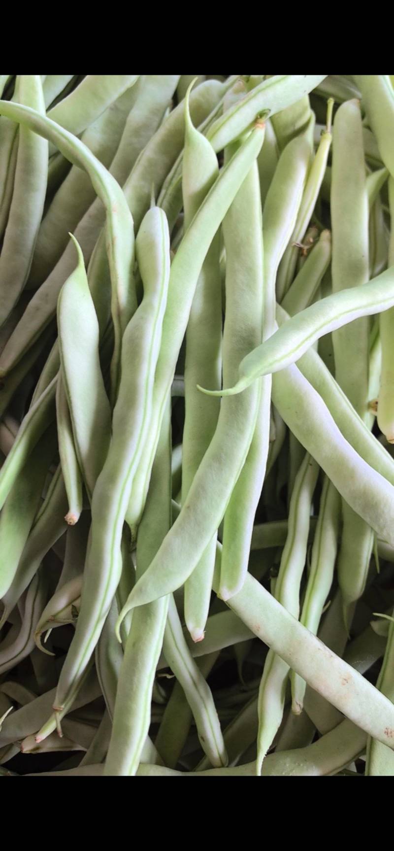 精品白不老山东芸豆现摘现发量大从优货源充足