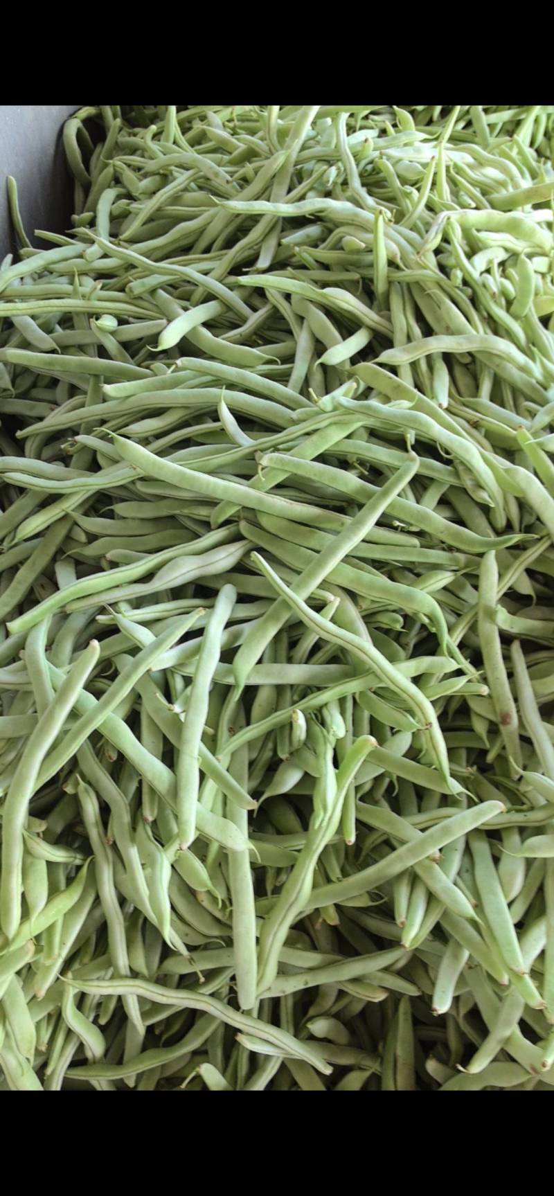 精品白不老山东芸豆现摘现发量大从优货源充足