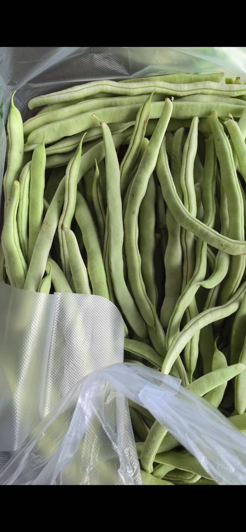 精品白不老山东芸豆现摘现发量大从优货源充足