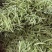 精品白不老山东芸豆现摘现发量大从优货源充足