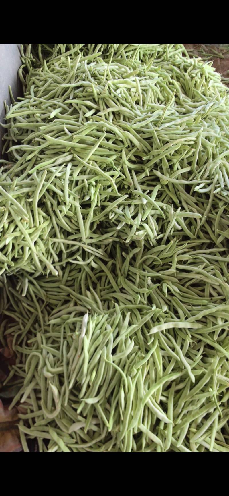 精品白不老山东芸豆现摘现发量大从优货源充足