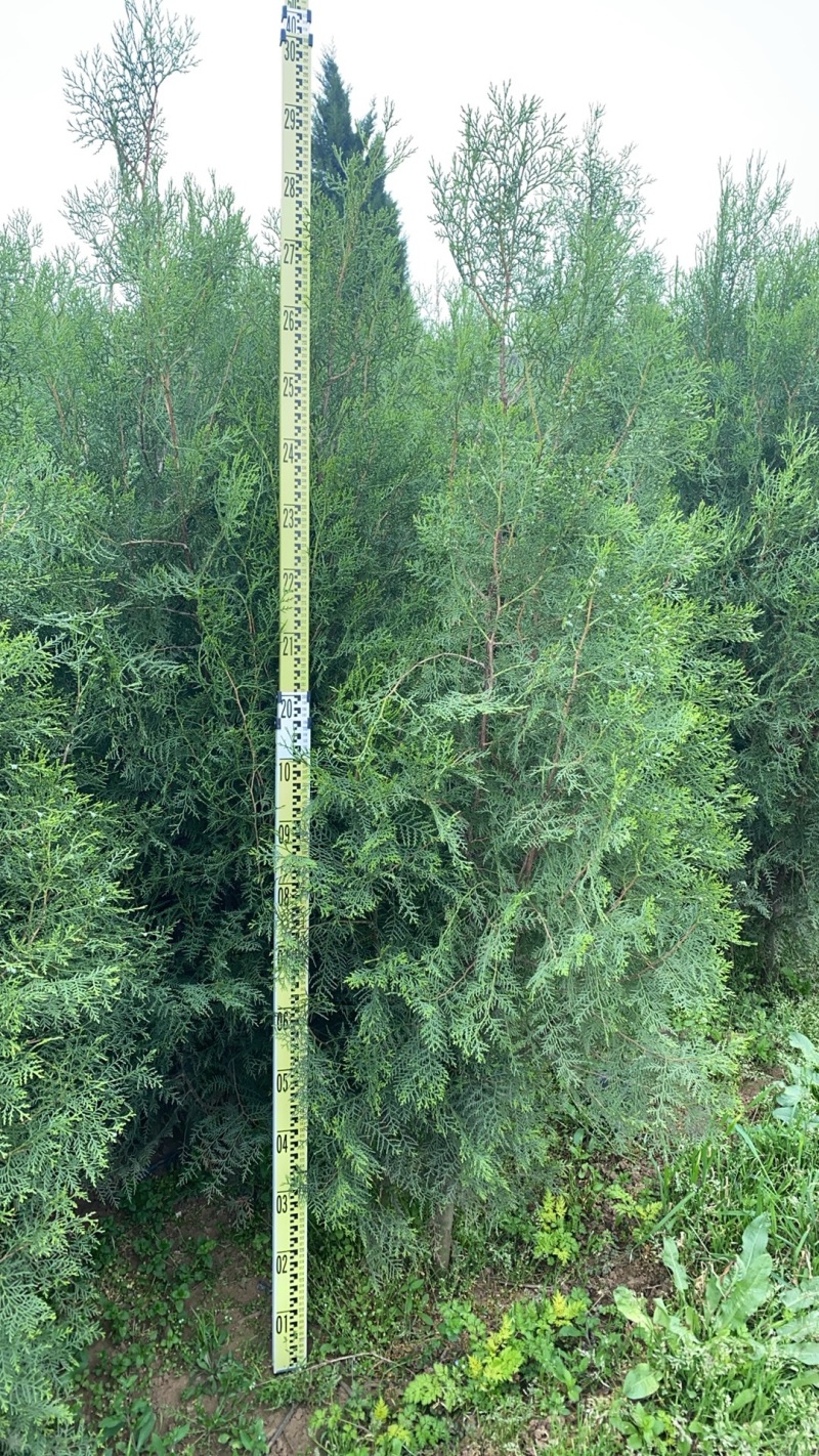陕西柏树侧柏大量有货规格齐全量大从优欢迎来电洽谈