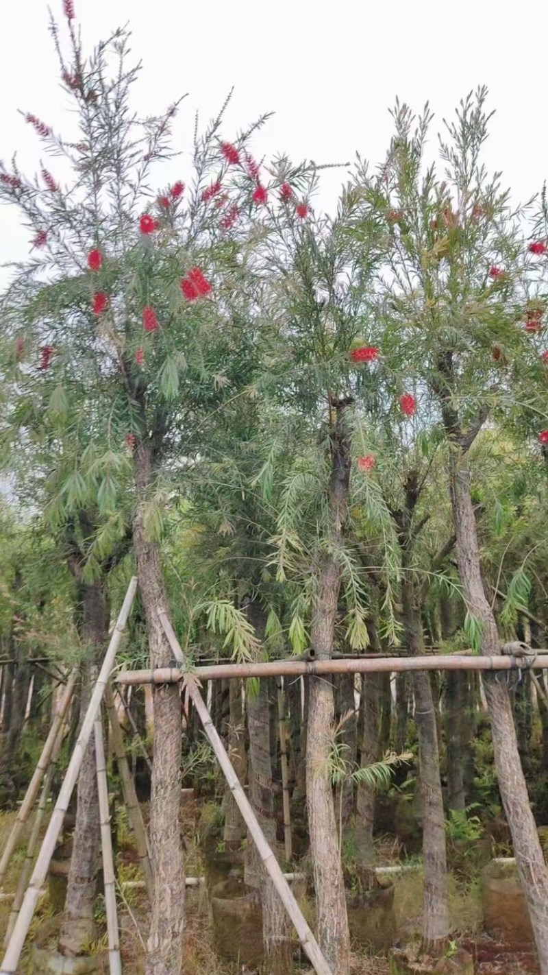 红千层（串钱柳）7～15公分
