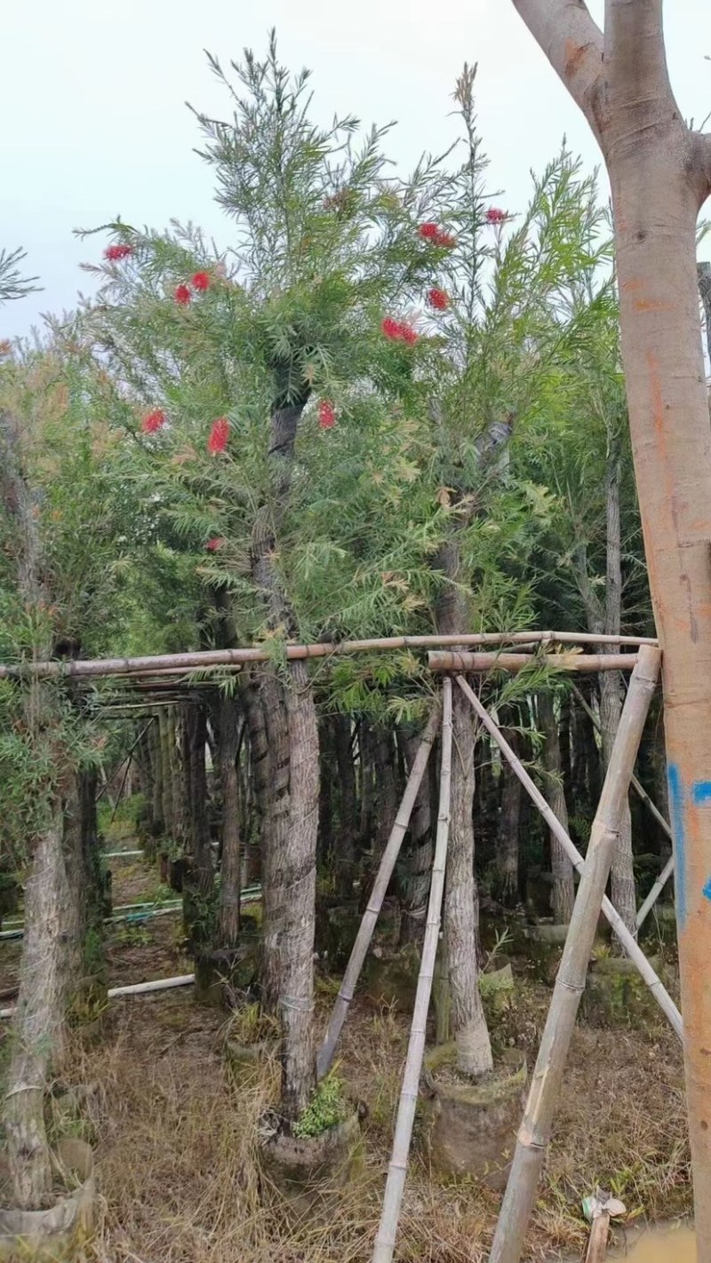 红千层（串钱柳）7～15公分