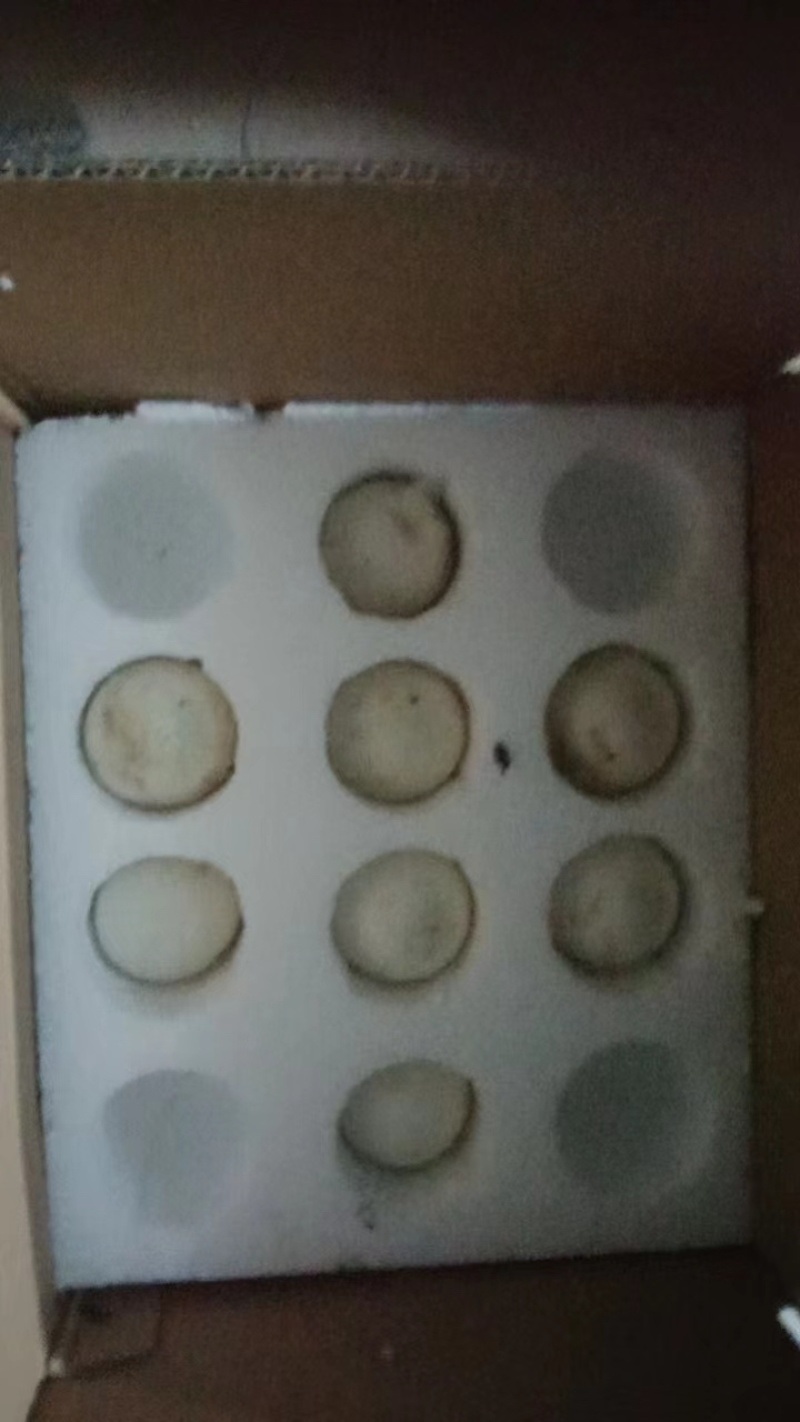 三花鹅种蛋杂交鹅种蛋狮头种蛋灰鹅种蛋食用蛋