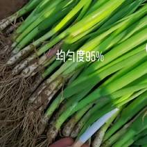章丘长白大葱葱苗，钢葱苗，基地种植，全国发货，价格。
