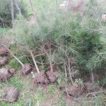 白皮松杯苗陕西西安全国发货现挖现发量大从优