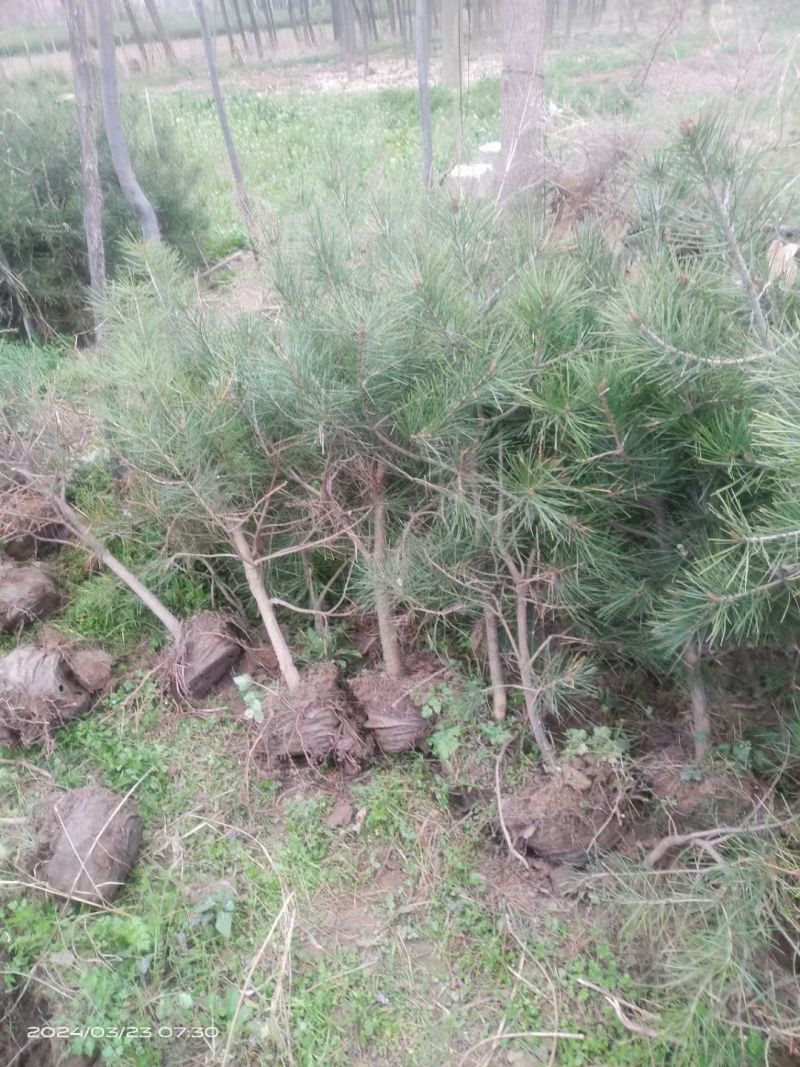 白皮松杯苗陕西西安全国发货现挖现发量大从优