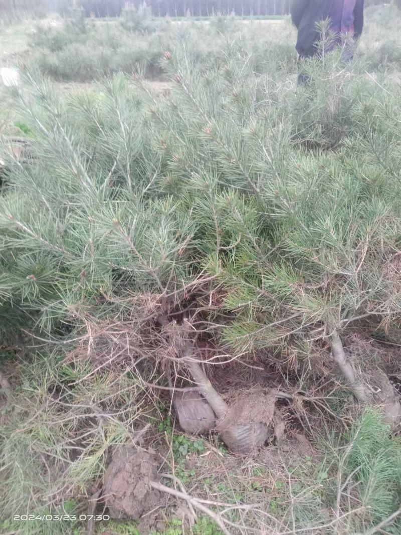 白皮松杯苗陕西西安全国发货现挖现发量大从优