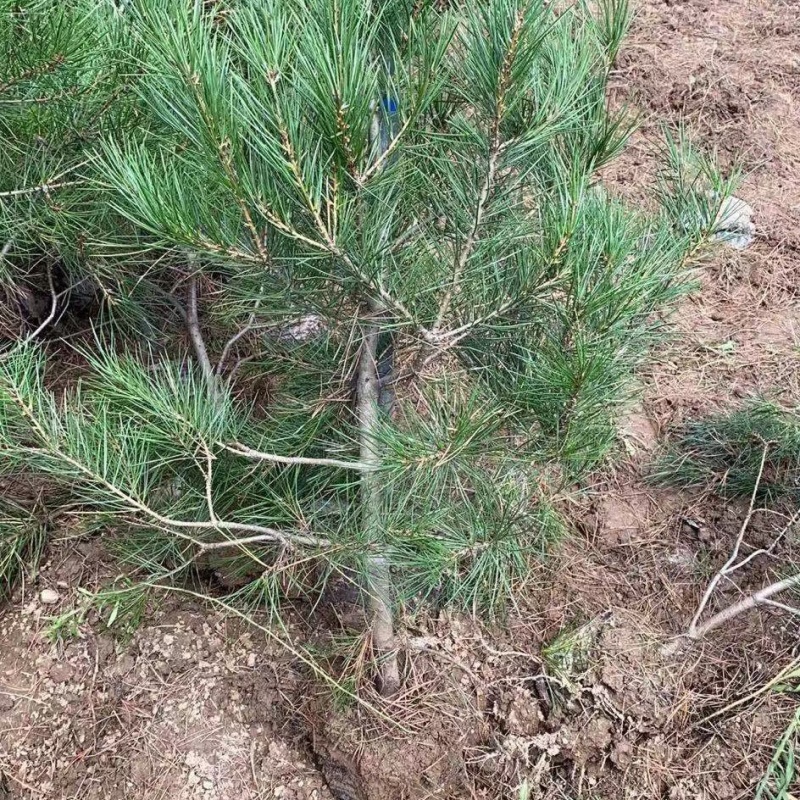 白皮松杯苗陕西西安全国发货现挖现发量大从优