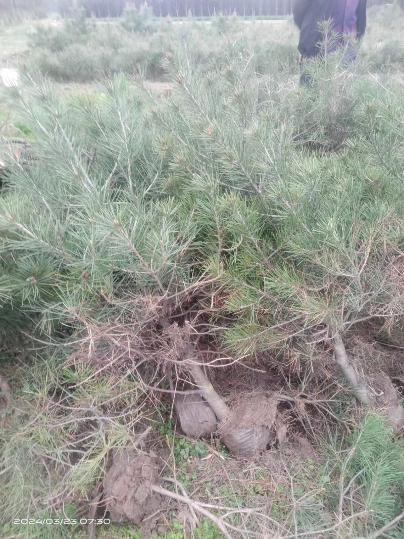 白皮松杯苗陕西西安全国发货现挖现发量大从优