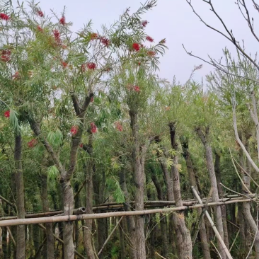 红千层（串钱柳）7～15公分