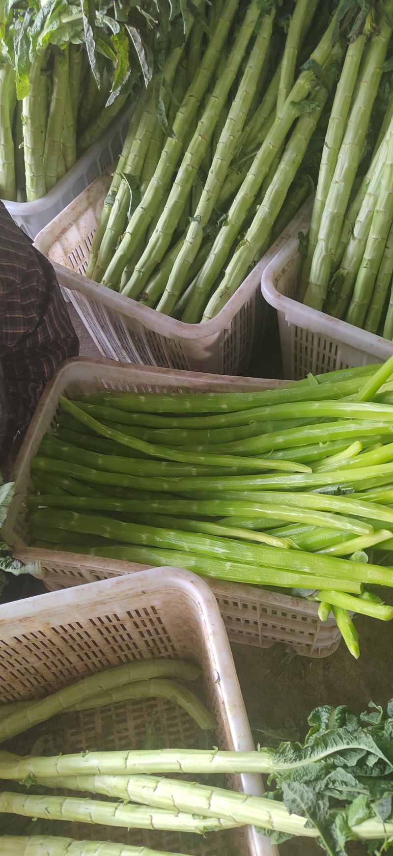 山东莴笋肉真空莴笋肉当季热卖质量保证品种纯正