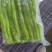 山东莴笋肉真空莴笋肉当季热卖质量保证品种纯正