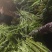 山东莴笋肉真空莴笋肉当季热卖质量保证品种纯正