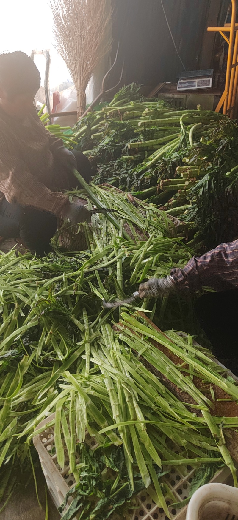 山东莴笋肉真空莴笋肉当季热卖质量保证品种纯正