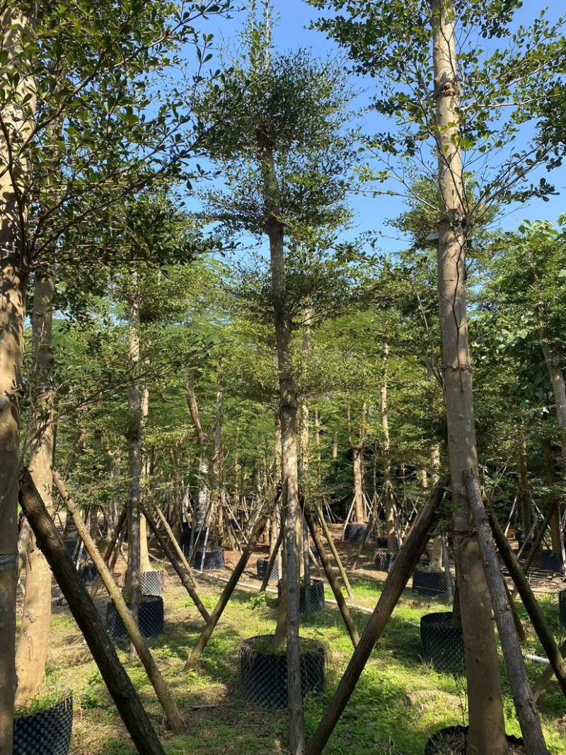 小叶榄仁树10～15公分