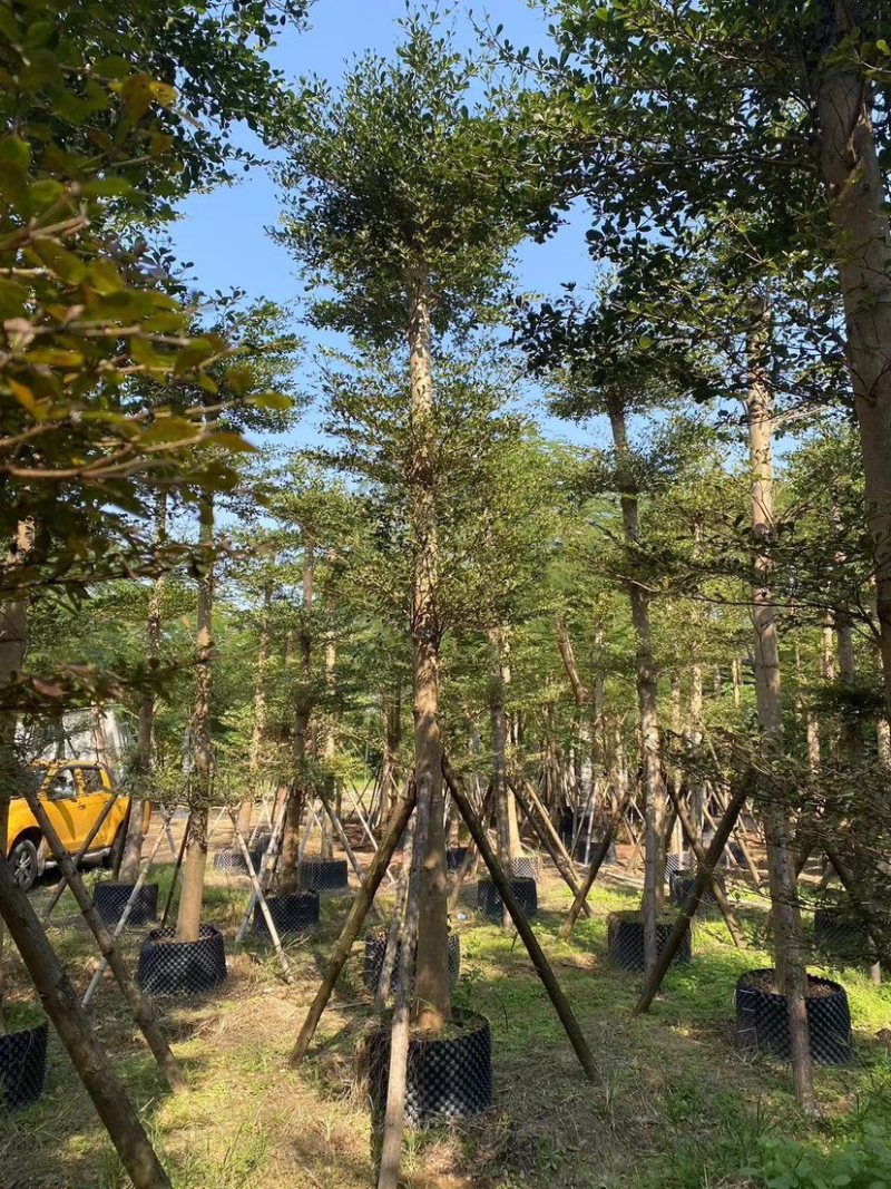 小叶榄仁树10～15公分