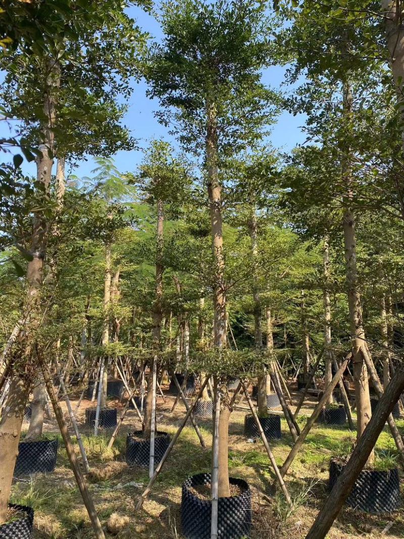 小叶榄仁树10～15公分