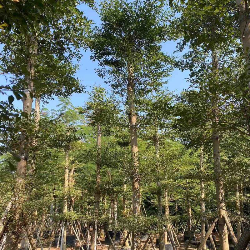 小叶榄仁树10～15公分