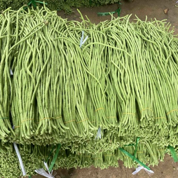 徐闻新苗豆角上市了