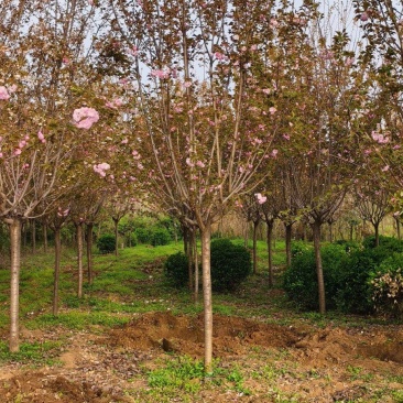 陕西樱花树晚樱花基地现挖现发价格优惠全国发货