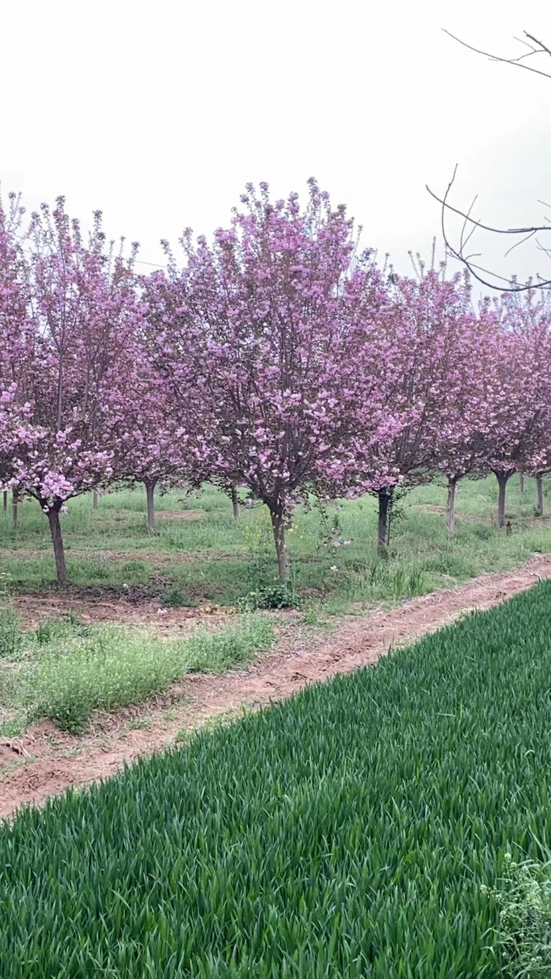 陕西樱花树晚樱花基地现挖现发价格优惠全国发货