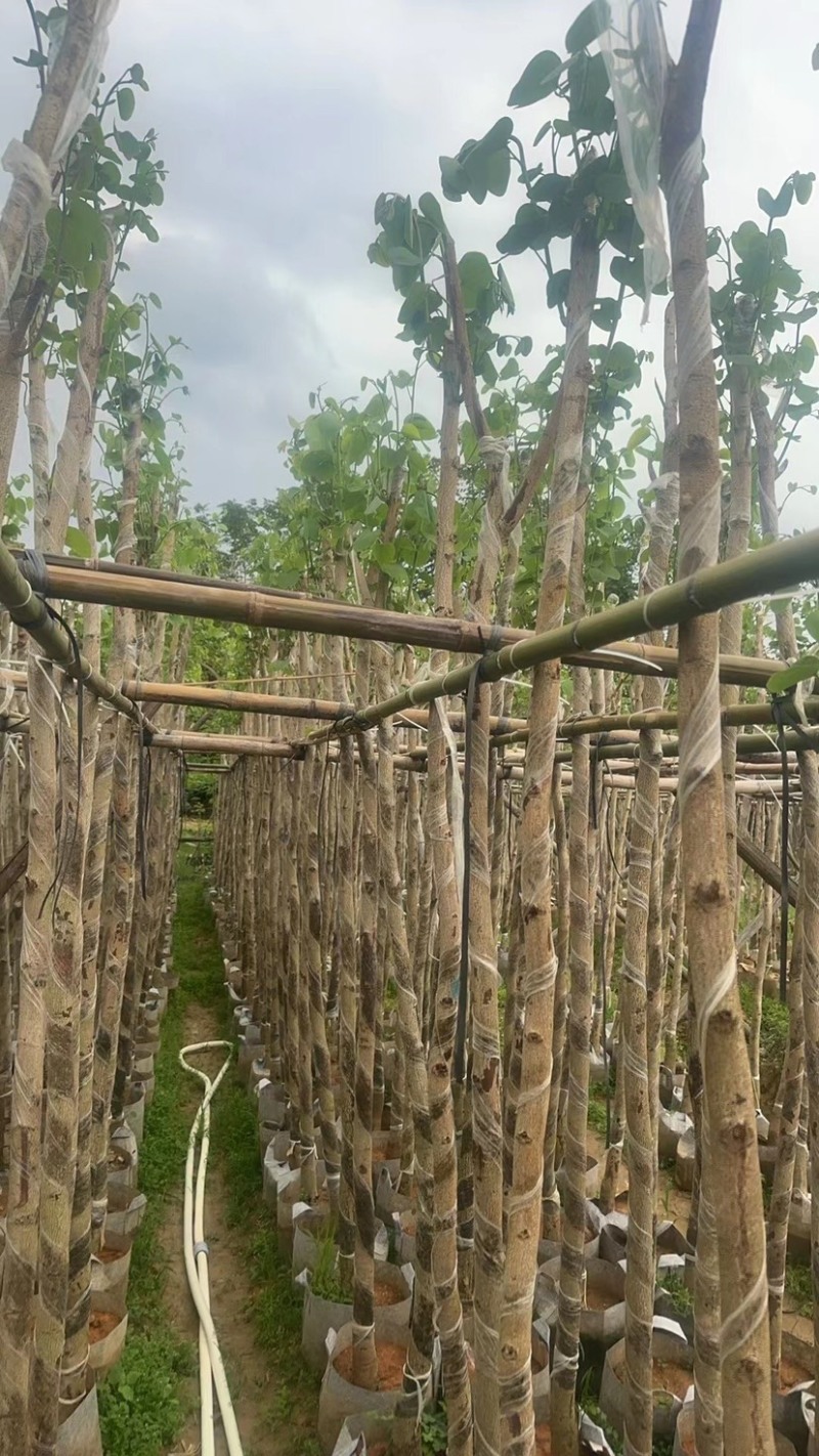 宫粉紫荆3～5公分