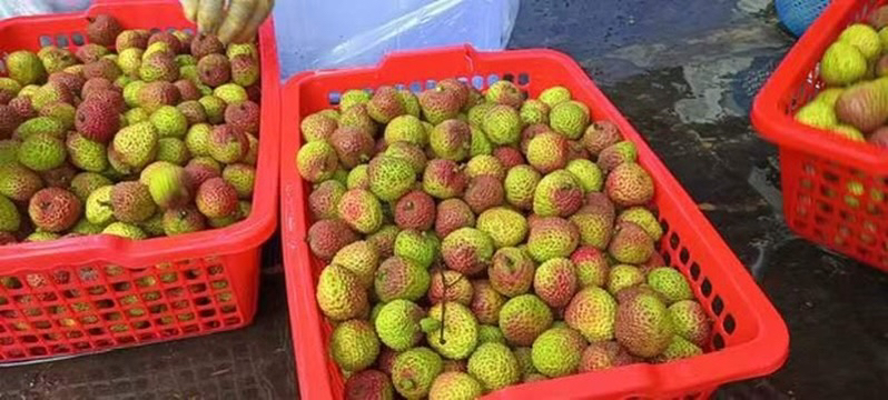 妃子笑荔枝果篮展示图