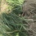 麦冬草
