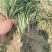 麦冬草