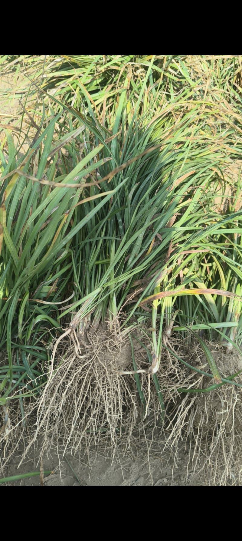 麦冬草