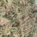 麦冬草