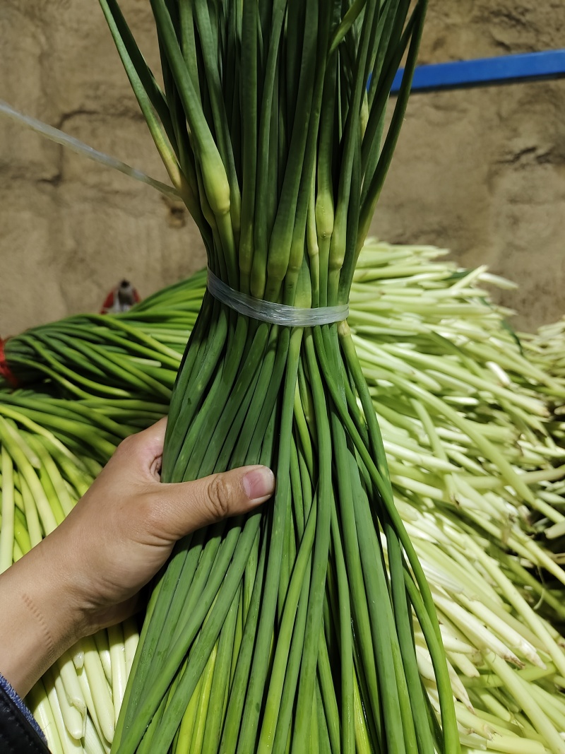 金乡红帽蒜苔代收储存冷库出租