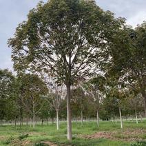 七叶树7-18公分规格齐全-价格-基地现挖-全国发货