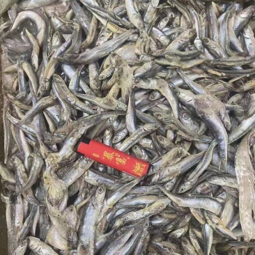 饲料鱼