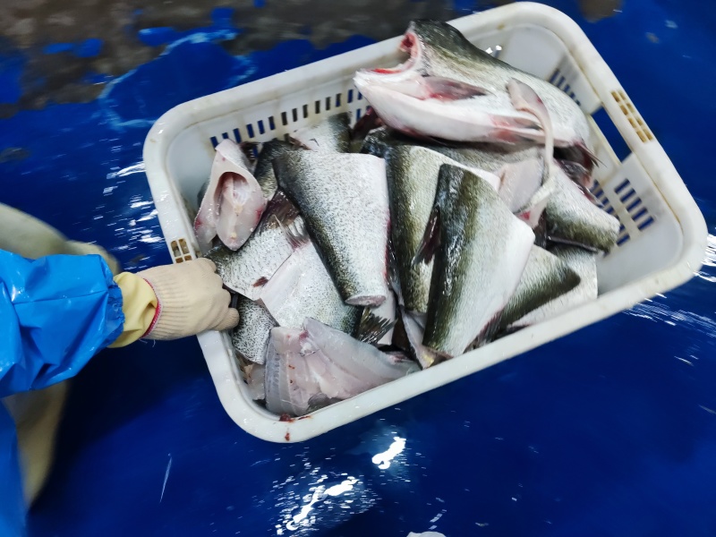 源头工厂供应#活鱼现杀#大量供应#鱼身鱼块产品