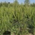 油松0.5-2.0米规格齐全-质量好-价格优惠-全国可发