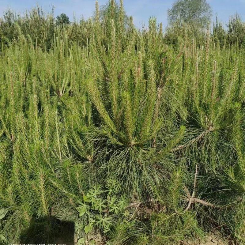 油松0.5-2.0米规格齐全-质量好-价格优惠-全国可发