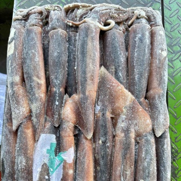 船冻鱿鱼200/300，25斤一件，穿串烧烤均可