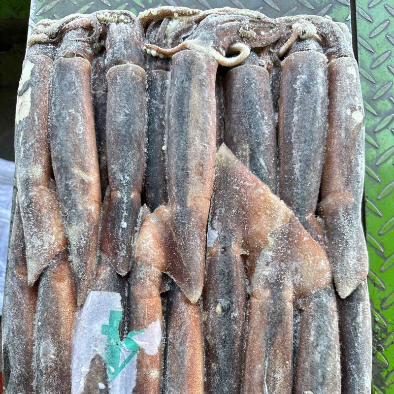 船冻鱿鱼200/300，25斤一件，穿串烧烤均可