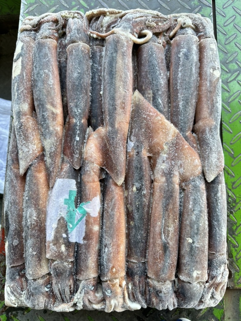 船冻鱿鱼200/300，25斤一件，穿串烧烤均可