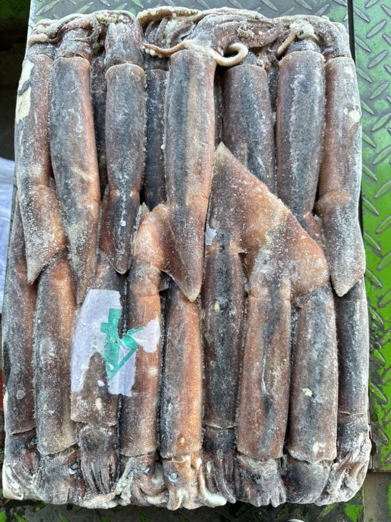 船冻鱿鱼200/300，25斤一件，穿串烧烤均可