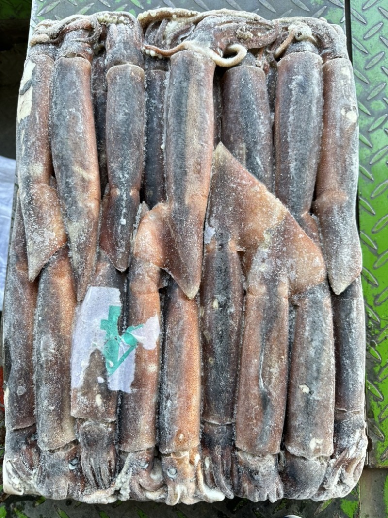 船冻鱿鱼200/300，25斤一件，穿串烧烤均可